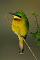 666 - bee eater 2 - MEAD BARRY - great britain